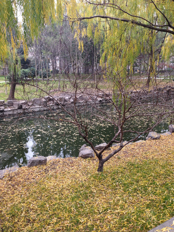 雨雪交加下的落叶