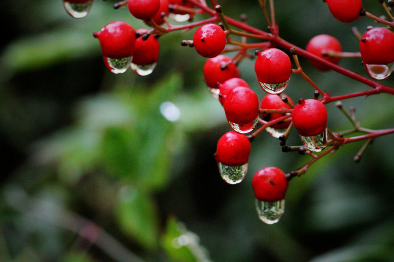 小红果与花芯-静物-19摄区-杭州19楼