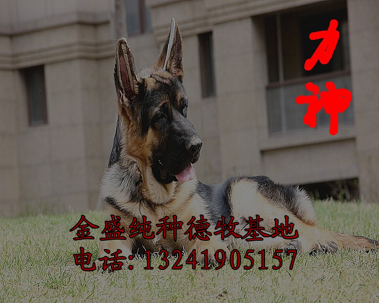 长毛德牧视频长毛德牧吧金盛犬业德牧幼犬十年