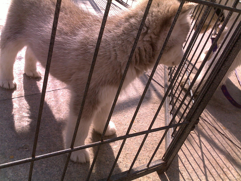 出红色哈士奇幼犬-我要出售-宠物相关交易区-杭