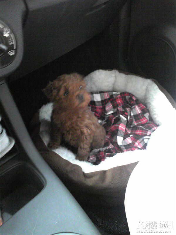 ★家里的母泰迪找老公。最近大姨妈了~!~~★-