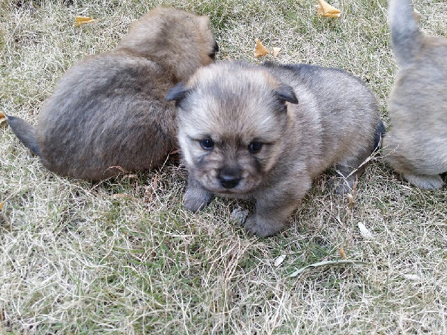 送1个月大的小土狗。有图-家有宠物-杭州19楼