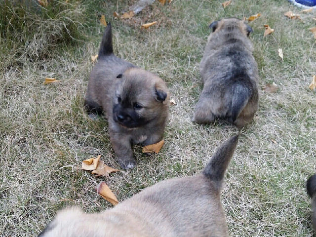 送1个月大的小土狗。有图-家有宠物-杭州19楼