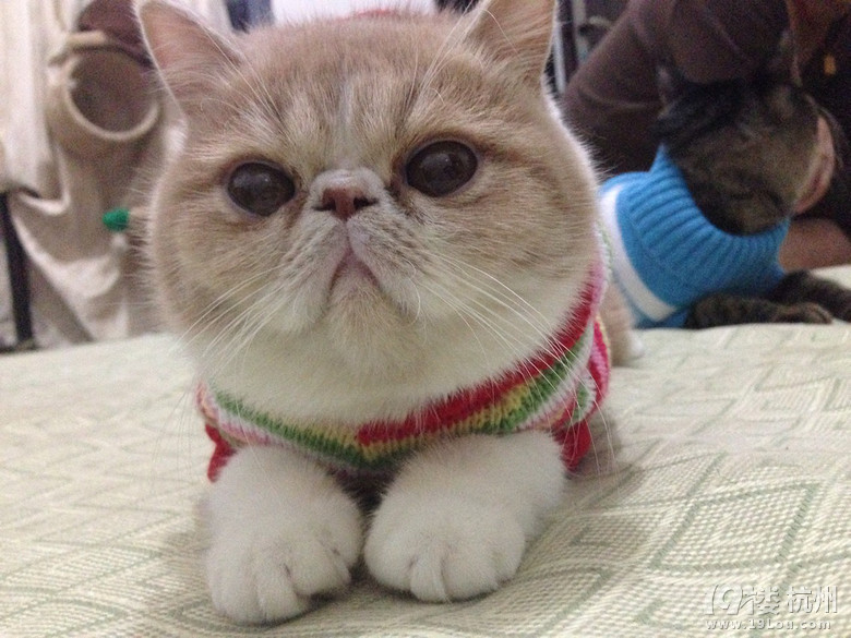 加菲MM找个GG求安慰~求配对~(⊙▽⊙)康姆昂