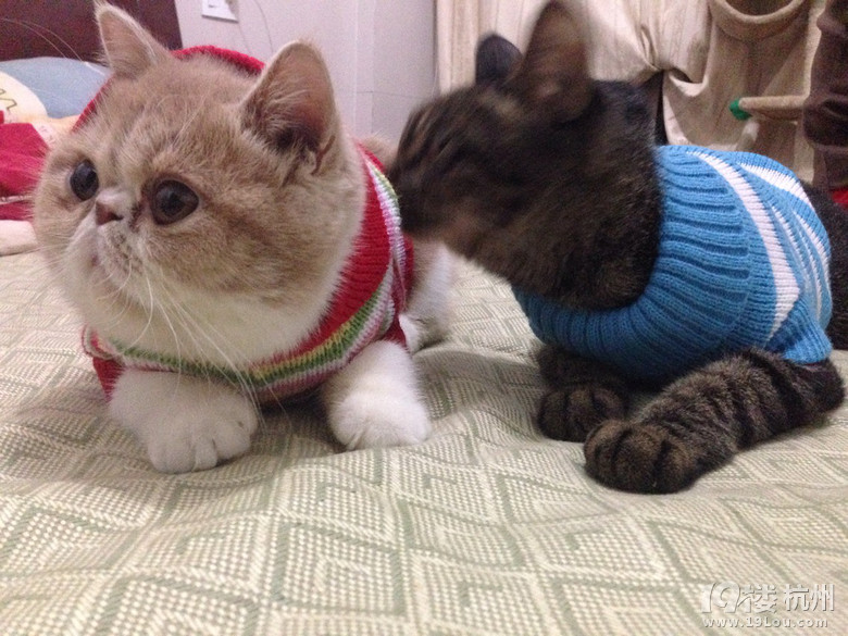 加菲MM找个GG求安慰~求配对~(⊙▽⊙)康姆昂