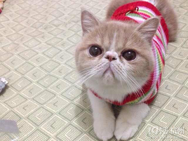 加菲MM找个GG求安慰~求配对~(⊙▽⊙)康姆昂