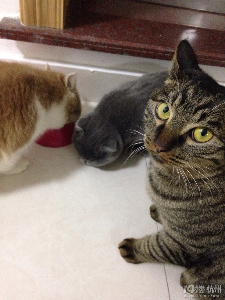 加菲MM找个GG求安慰~求配对~(⊙▽⊙)康姆昂