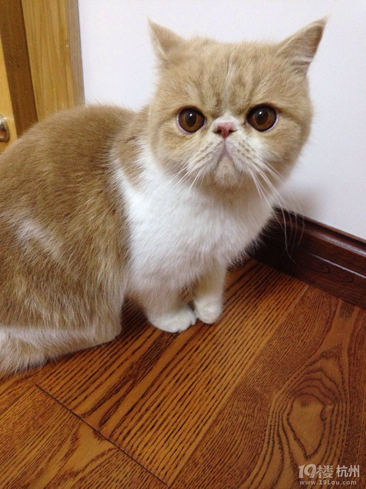 加菲MM找个GG求安慰~求配对~(⊙▽⊙)康姆昂