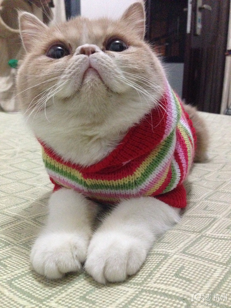 加菲MM找个GG求安慰~求配对~(⊙▽⊙)康姆昂