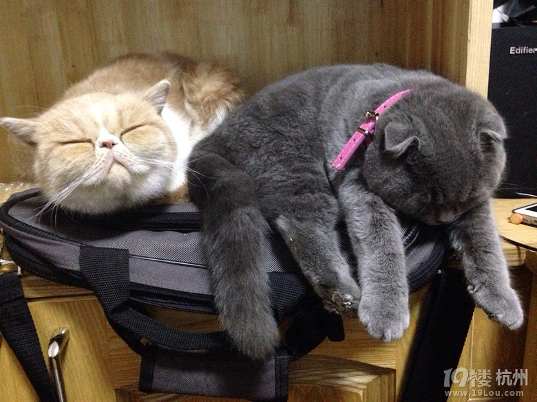 加菲MM找个GG求安慰~求配对~(⊙▽⊙)康姆昂