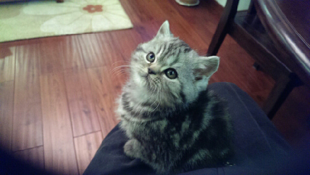 超级萌喵喵喵了个咪-家有宠物-杭州19楼