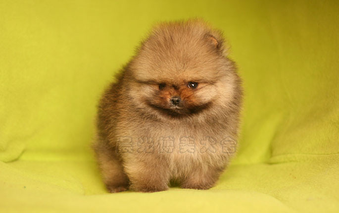 ★晨光博美犬舍★销售信息-2014.1.5更新 -我要