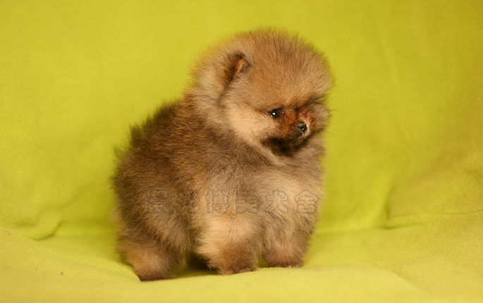 ★晨光博美犬舍★销售信息-2014.1.5更新 -我要