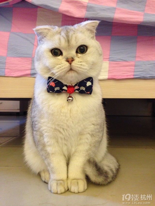 英短银渐层折耳猫弟弟预约媳妇喽,海量PP··