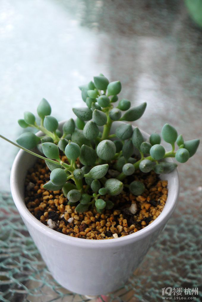 多肉,想说不爱不容易-花鸟鱼虫-居家生活-杭州