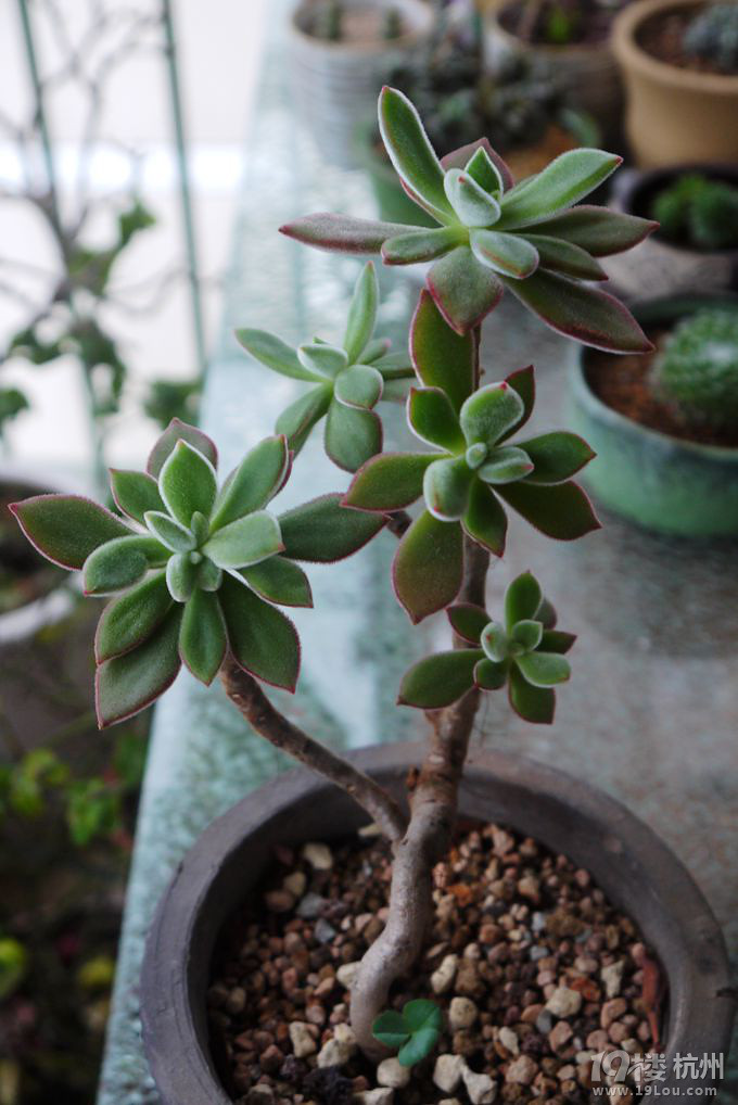 多肉,想说不爱不容易-花鸟鱼虫-居家生活-杭州