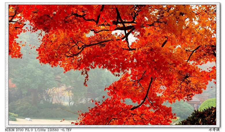 【西湖冬韵】2013最美红枫叶-风景照-19摄区-