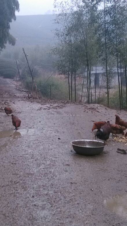 真正养在山上的红毛线鸡,下雨天都躲-手机随手
