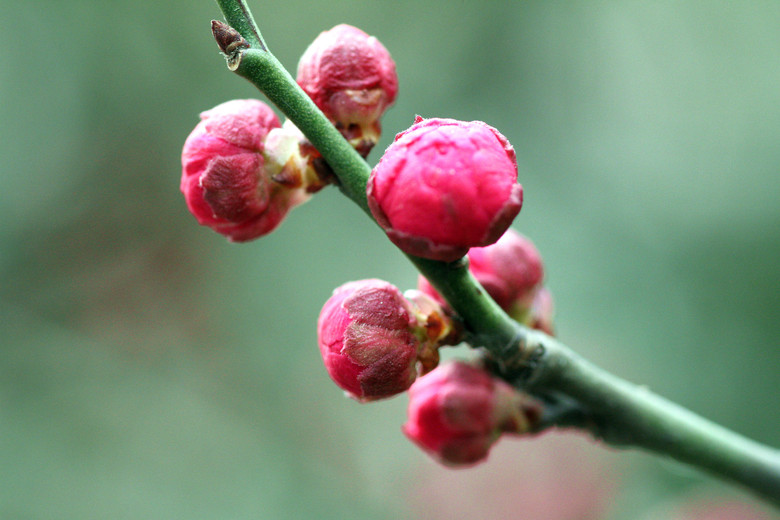 探梅篇之二满树皆是红花蕾-静物-19摄区-杭州