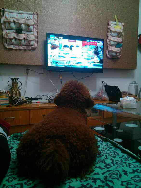 我家大屁股,在看电视-家有宠物-杭州19楼