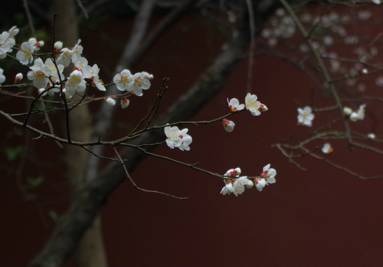 墙角数枝梅-静物-19摄区-杭州19楼