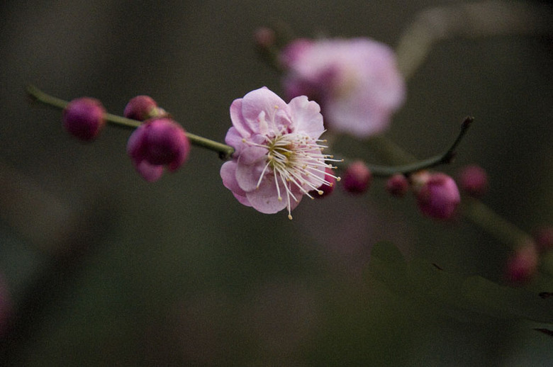 新春  賞花
