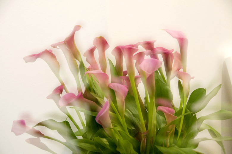 新春  賞花
