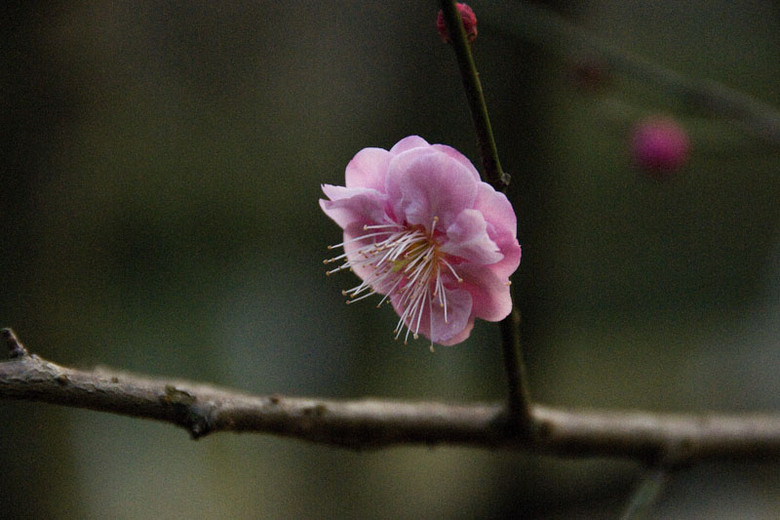新春  賞花
