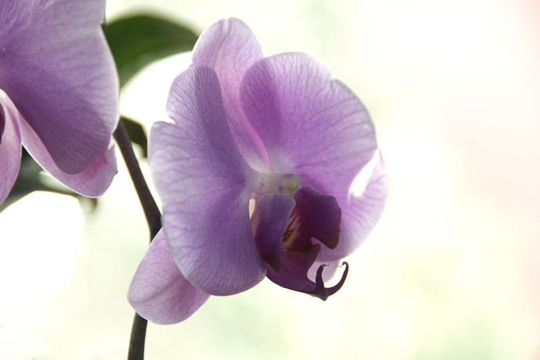 新春  賞花