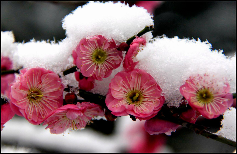 梅花雪景