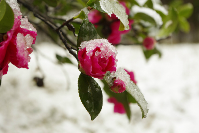 》第一次发帖!请多关照!腊梅迎春雪!-外拍活动