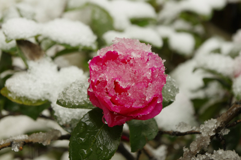 》第一次发帖!请多关照!腊梅迎春雪!-外拍活动