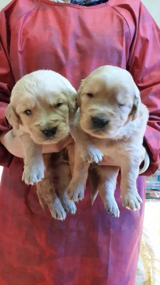 出售雪橇三傻和金毛-我要出售-宠物相关交易区