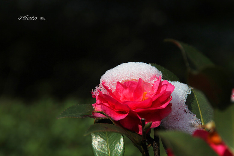 山茶花