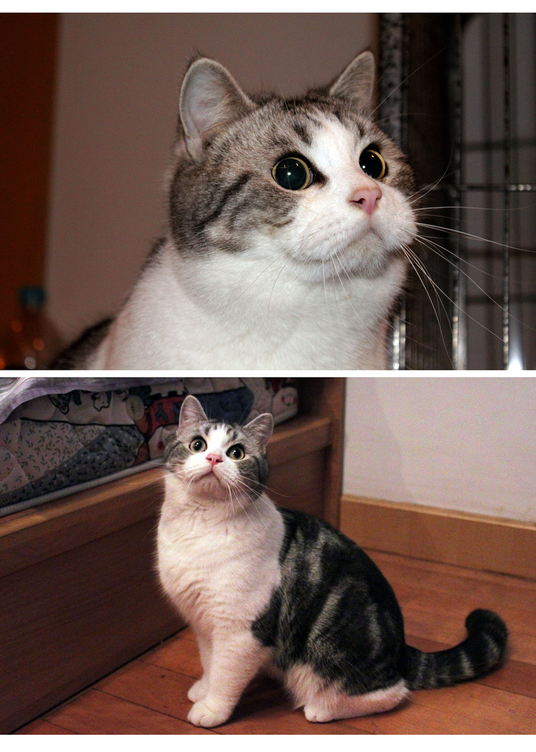 家养加白美短DD,MM找新家`````````-我要出售-宠物相关交易区-杭州19楼