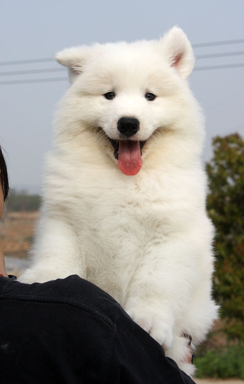 白色大型犬萨摩耶宝宝转让-我要出售-宠物相关