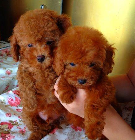 自家繁殖可爱的泰迪熊宝宝 疫苗齐全 保证狗狗