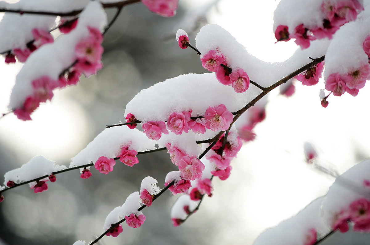 傲雪红梅摄影图__花草_生物世界_摄影图库_昵图网nipic.com