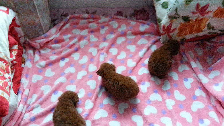 求购酒红色泰迪一只,家住上城区火车站附近