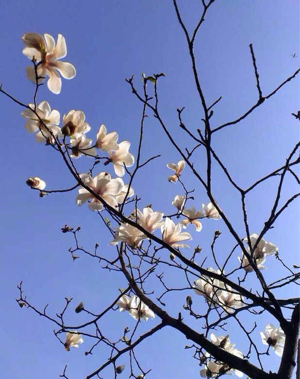 有了阳光的陪伴,春天分外生意盎然