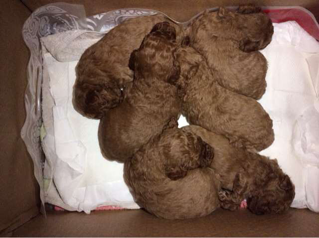 大年初一降临 家养红贵三男三女 已抱走五个!-