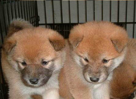 普京都喜欢的秋田狩猎犬出售了时尚健康品质保