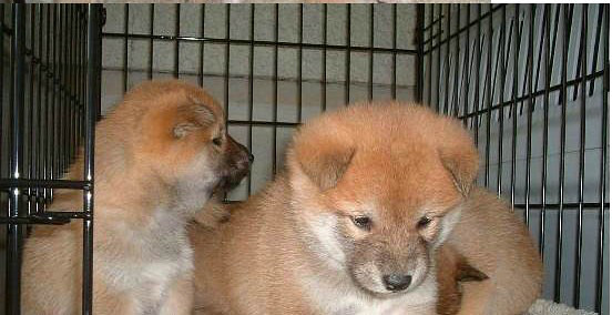 普京都喜欢的秋田狩猎犬出售了时尚健康品质保