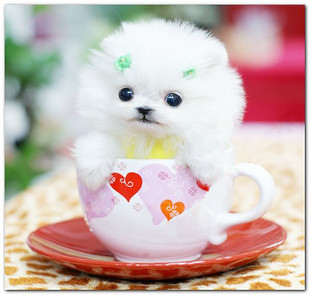 迷你可爱长不大的袖珍茶杯犬 -我要出售-宠物相关交易区-杭州19楼