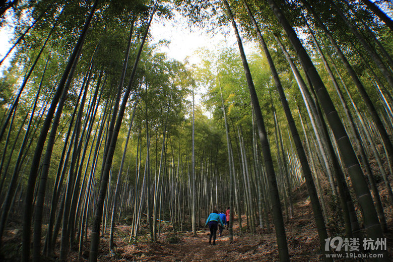 临安白水涧竹林挖笋、摘草莓,免费冒险,乐不思克大攻略2索尼体验图片