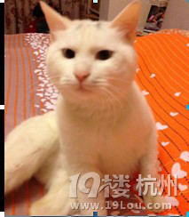 杭州动物保护协会2月猫咪领养日-宠物新闻-家