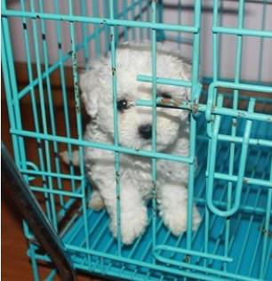 黑鼻頭紐扣眼的卷毛比熊幼犬寶寶購買有保障