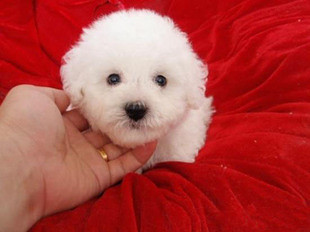 黑鼻頭紐扣眼的卷毛比熊幼犬寶寶購買有保障