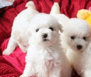 黑鼻頭紐扣眼的卷毛比熊幼犬寶寶購買有保障