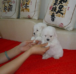 黑鼻頭紐扣眼的卷毛比熊幼犬寶寶購買有保障